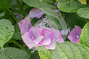 Bigleaf hydrangea, Hydrangea macrophylla Blue Wave, purple-blue flower